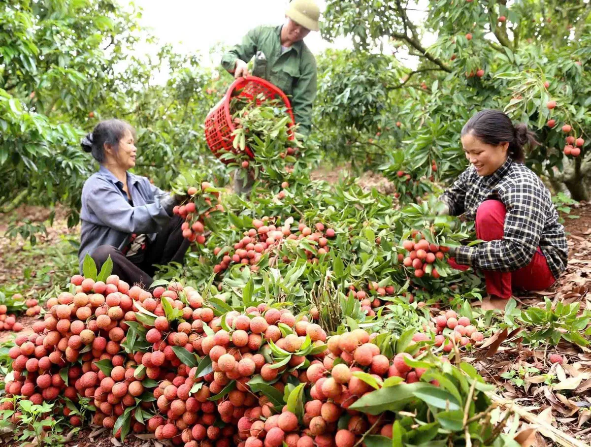 Bắc Ninh đưa vải thiều vươn xa - Ảnh 5.