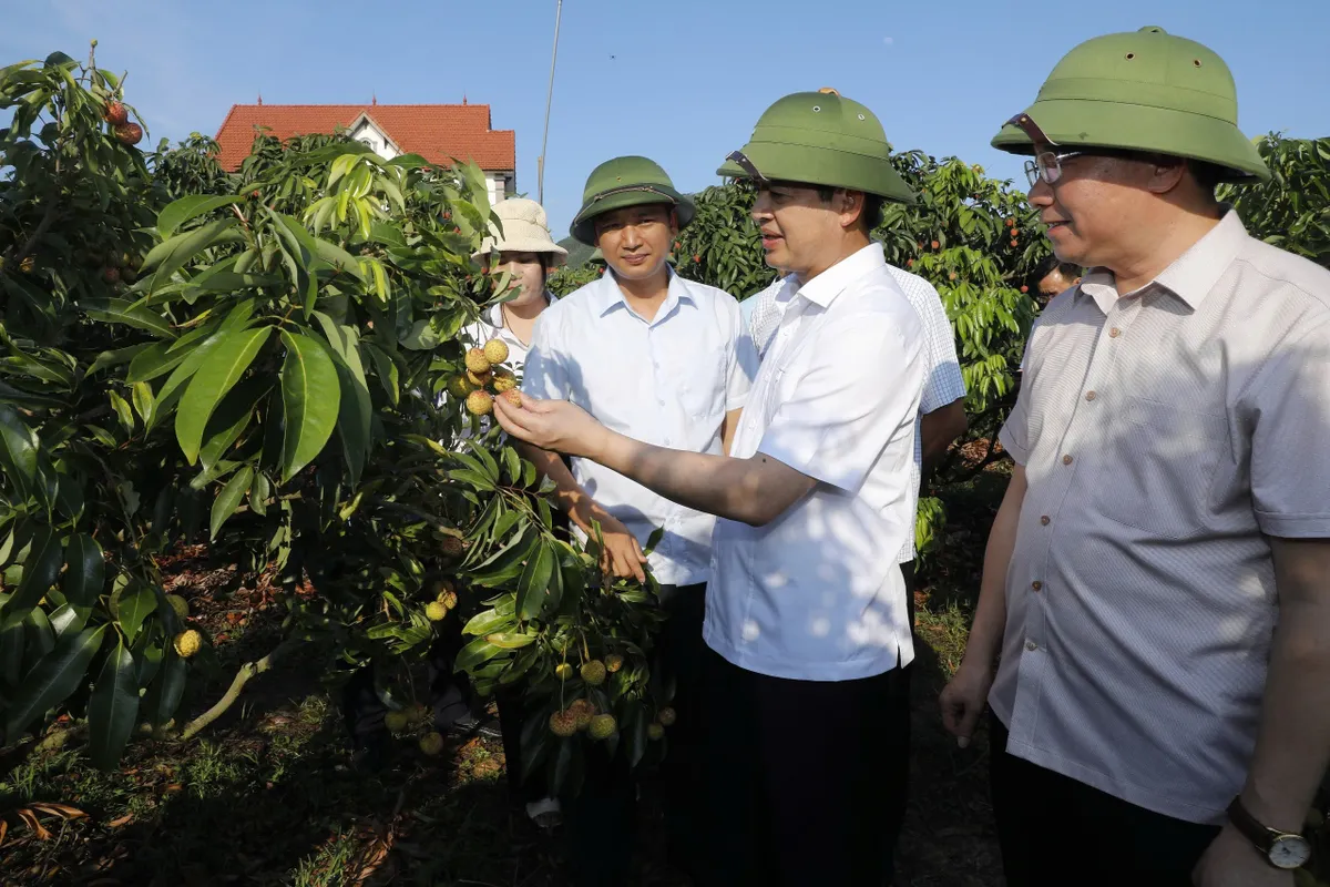 Bắc Ninh đưa vải thiều vươn xa - Ảnh 1.