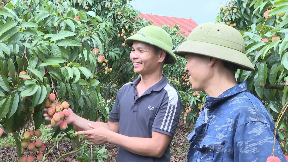 Bắc Ninh đưa vải thiều vươn xa - Ảnh 3.