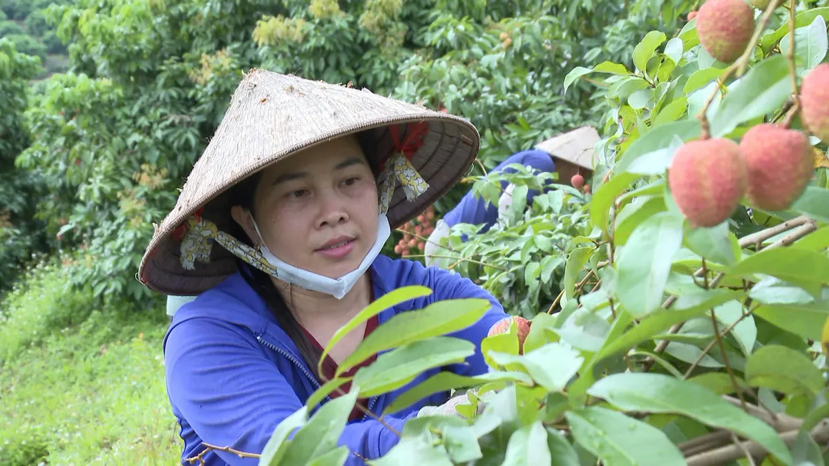 Bắc Ninh đưa vải thiều vươn xa - Ảnh 4.