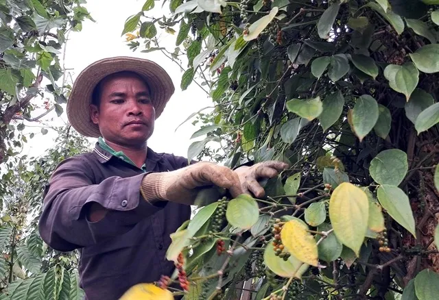 Xuất khẩu hạt ti&ecirc;u bật tăng, Mỹ mua mạnh trở lại- Ảnh 1.