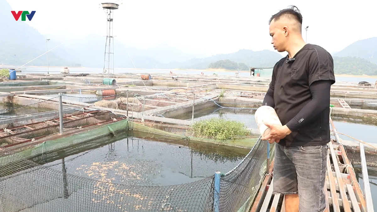 Nà Hang (Tuyên Quang): Khai thác lợi thế lòng hồ, phát triển nghề nuôi cá đặc sản - Ảnh 1.