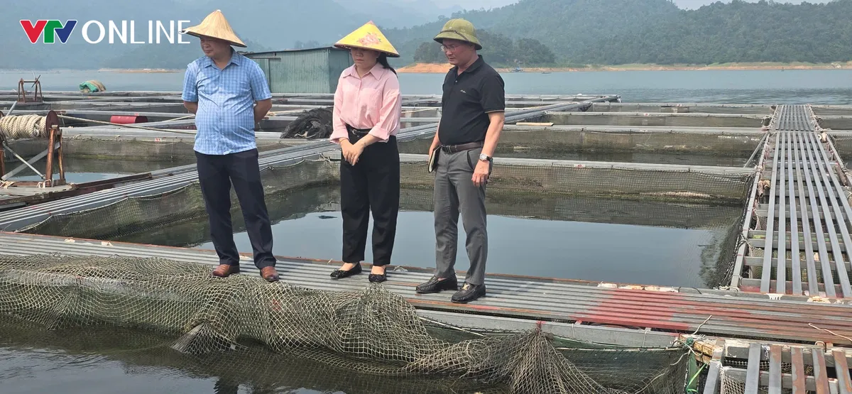 Nà Hang (Tuyên Quang): Khai thác lợi thế lòng hồ, phát triển nghề nuôi cá đặc sản - Ảnh 6.
