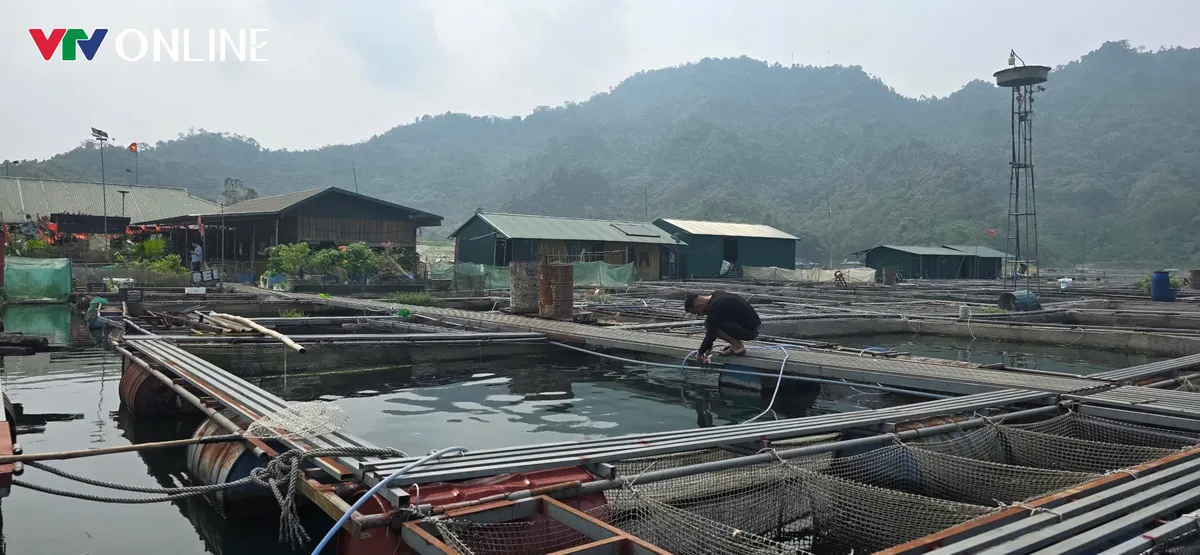 Nà Hang (Tuyên Quang): Khai thác lợi thế lòng hồ, phát triển nghề nuôi cá đặc sản - Ảnh 9.