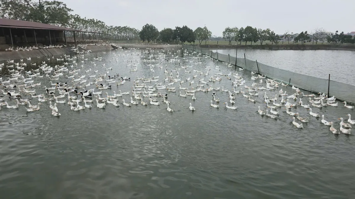 Xã Vân Đình những chuyển biến tích cực từ kinh tế hộ nông nghiệp giá trị cao - Ảnh 2.