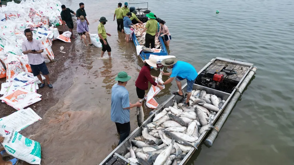 Hơn 100 tấn cá lồng bè tại hồ Trị An chết hàng loạt- Ảnh 6. Hơn 100 tấn cá lồng bè tại hồ Trị An chết hàng loạt- Ảnh 6.