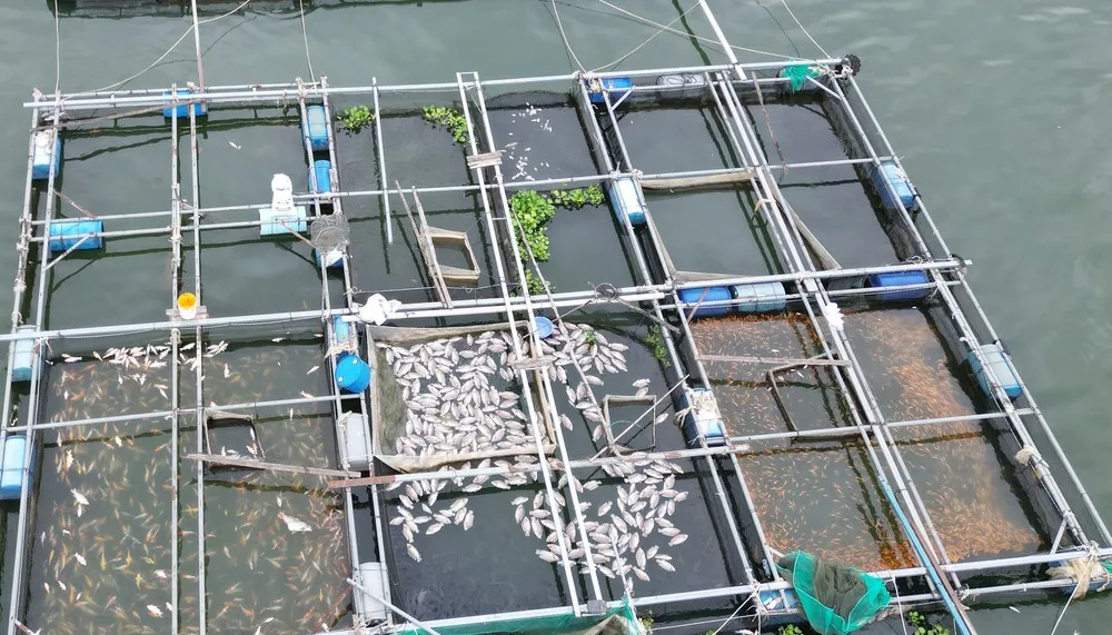 Hơn 100 tấn cá lồng bè tại hồ Trị An chết hàng loạt- Ảnh 4. Hơn 100 tấn cá lồng bè tại hồ Trị An chết hàng loạt- Ảnh 4.