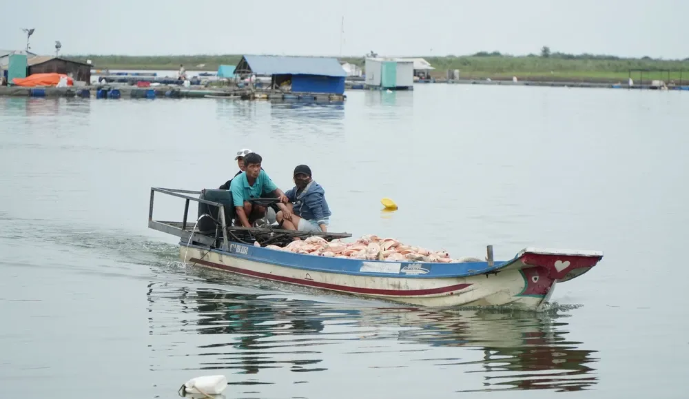 Hơn 100 tấn cá lồng bè tại hồ Trị An chết hàng loạt- Ảnh 3. Hơn 100 tấn cá lồng bè tại hồ Trị An chết hàng loạt- Ảnh 3.