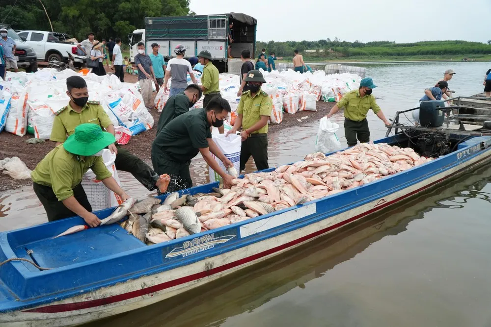Hơn 100 tấn cá lồng bè tại hồ Trị An chết hàng loạt- Ảnh 1. Hơn 100 tấn cá lồng bè tại hồ Trị An chết hàng loạt- Ảnh 1.