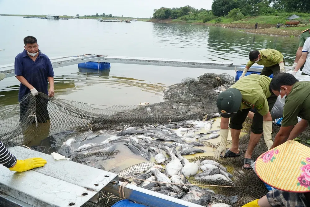 Hơn 100 tấn cá lồng bè tại hồ Trị An chết hàng loạt- Ảnh 2. Hơn 100 tấn cá lồng bè tại hồ Trị An chết hàng loạt- Ảnh 2.