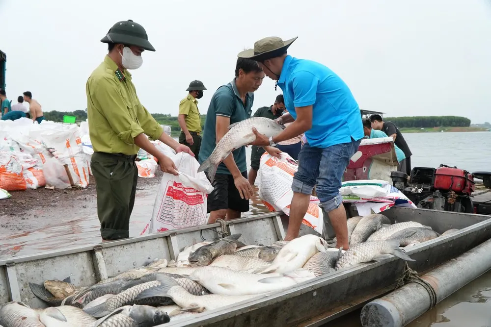 Hơn 100 tấn cá lồng bè tại hồ Trị An chết hàng loạt- Ảnh 5. Hơn 100 tấn cá lồng bè tại hồ Trị An chết hàng loạt- Ảnh 5.