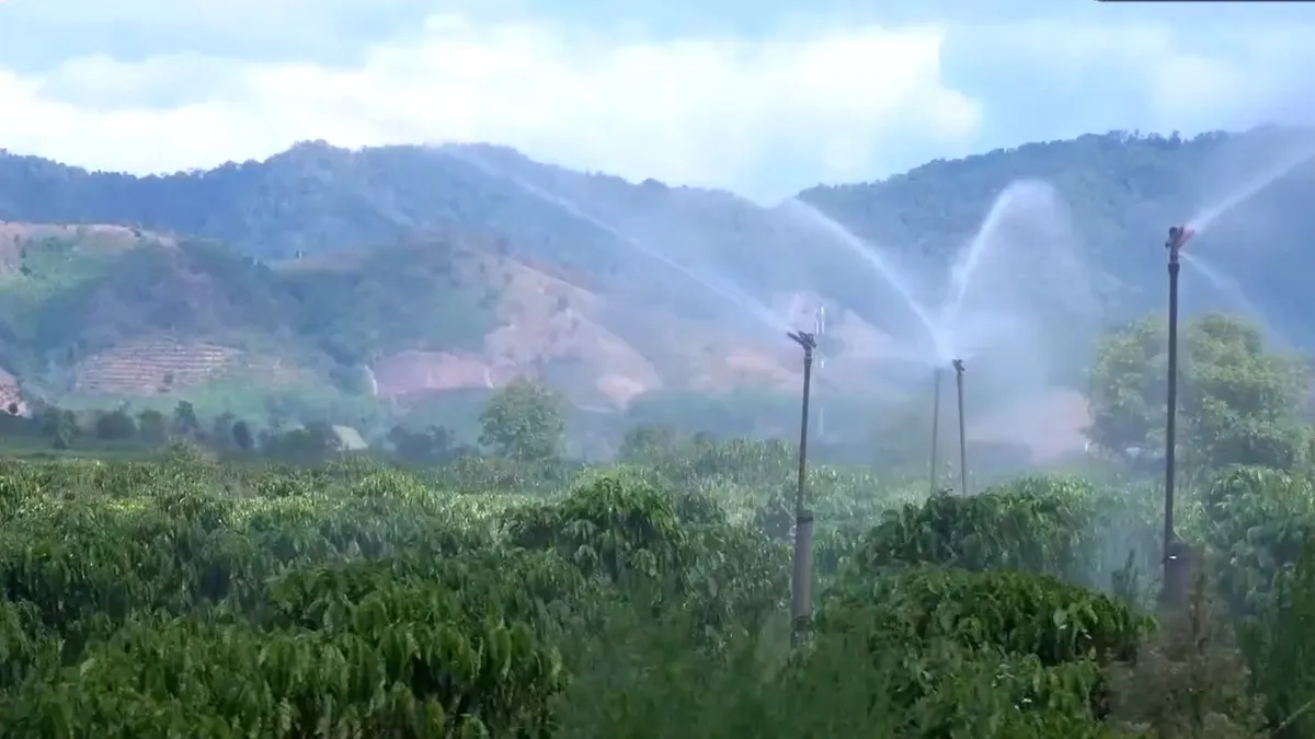 Vùng cao Quảng Ngãi: Giảm thiểu thiệt hại nắng hạn- Ảnh 2. Vùng cao Quảng Ngãi: Giảm thiểu thiệt hại nắng hạn- Ảnh 2.