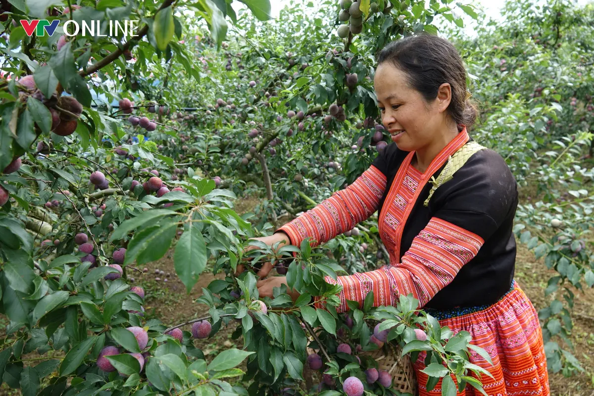 Sơn La nâng giá trị nông sản theo chuỗi - Ảnh 5.