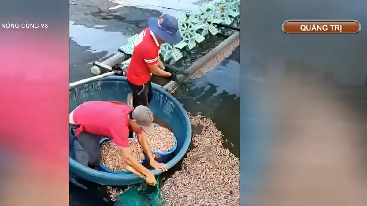 Quảng Trị: Điều tra vụ tôm chết hàng loạt- Ảnh 1. Quảng Trị: Điều tra vụ tôm chết hàng loạt- Ảnh 1.