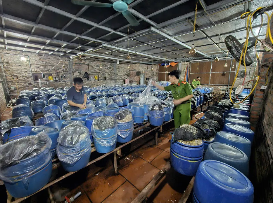 Bắc Ninh: Khởi tố 3 chủ cơ sở dùng chất cấm sản xuất gần 1.000 tấn giá đỗ - Ảnh 1.