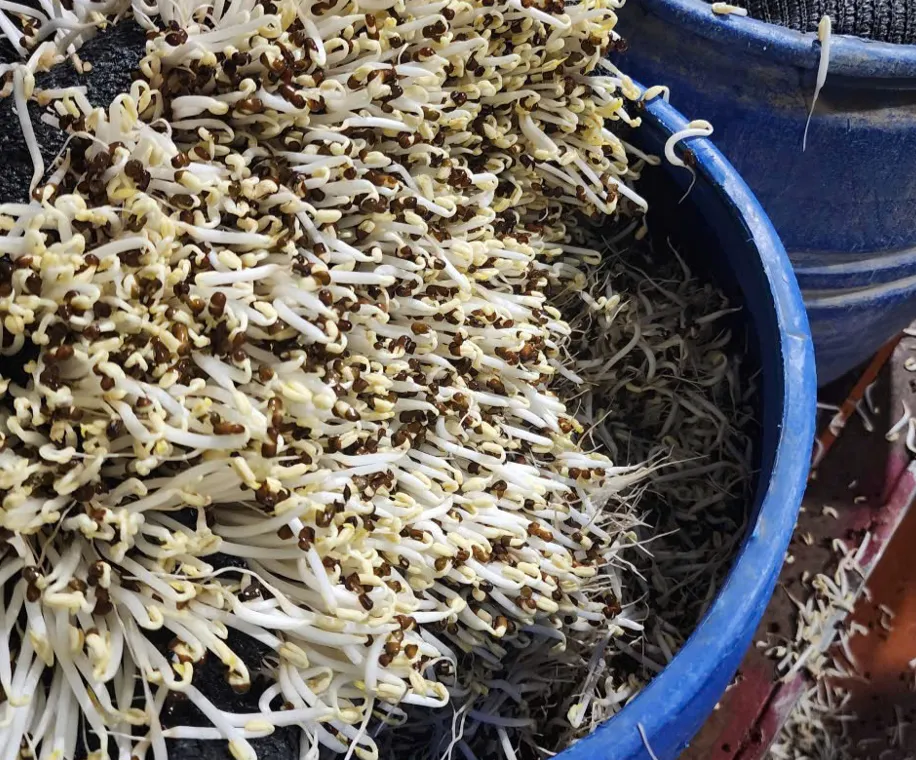 Bắc Ninh: Khởi tố 3 chủ cơ sở dùng chất cấm sản xuất gần 1.000 tấn giá đỗ - Ảnh 2.