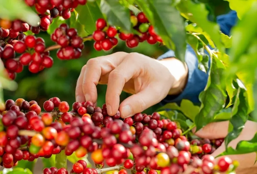 Bản tin nông sản hôm nay (3-6): Giá cà phê và hồ tiêu đồng loạt giảm- Ảnh 1. Bản tin nông sản hôm nay (3-6): Giá cà phê và hồ tiêu đồng loạt giảm- Ảnh 1.