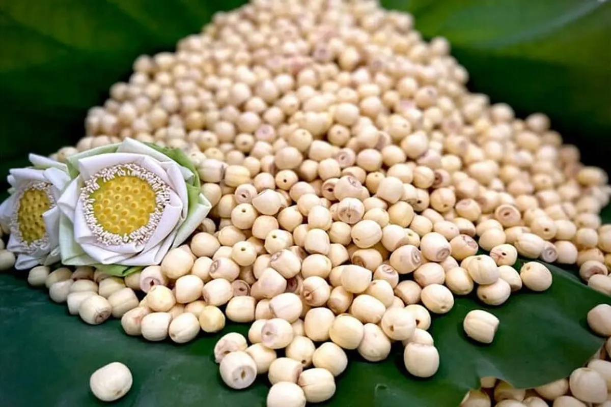 Hạt sen - &ldquo;si&ecirc;u thực phẩm&rdquo; gi&uacute;p phụ nữ ngủ ngon, đẹp da v&agrave; duy tr&igrave; sức khỏe l&acirc;u d&agrave;i- Ảnh 1.