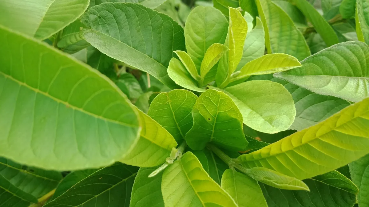 Từ loại lá quen thuộc trong vườn nhà đến tâm điểm nghiên cứu khoa học về sức khỏe- Ảnh 1. Từ loại lá quen thuộc trong vườn nhà đến tâm điểm nghiên cứu khoa học về sức khỏe- Ảnh 1.