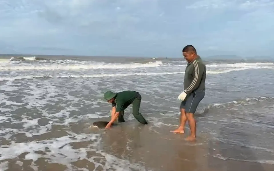 Cán bộ Đồn Biên phòng Phước Thuận phối hợp với ngư dân và người dân địa phương thả cá thể Rùa biển trở về với môi trường tự nhiên an toàn.
