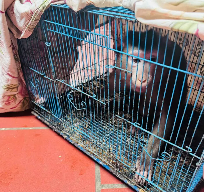 Phát hiện cơ sở nuôi nhốt trái phép hàng trăm cá thể chim hoang dã ở Hà Nội- Ảnh 1. Phát hiện cơ sở nuôi nhốt trái phép hàng trăm cá thể chim hoang dã ở Hà Nội- Ảnh 1.