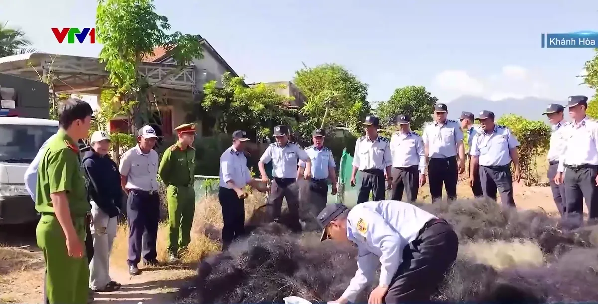 B&aacute;o động t&igrave;nh trạng săn bắt chim yến tr&aacute;i ph&eacute;p tại Kh&aacute;nh H&ograve;a - Ảnh 1.
