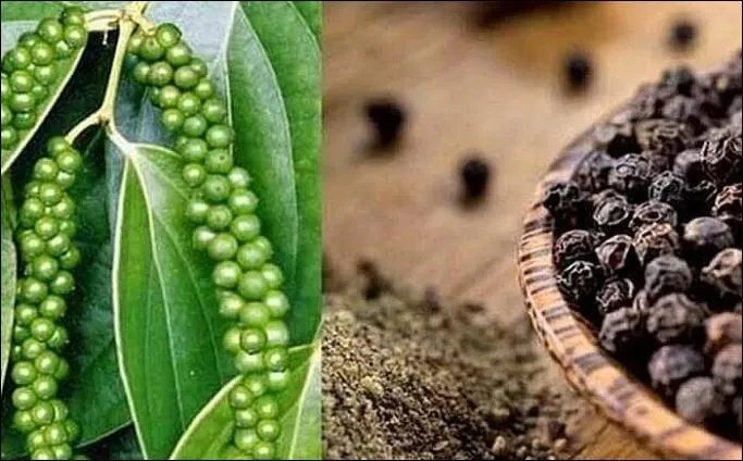 Bản tin nông sản hôm nay (4-6): Giá cà phê tăng trở lại, giá hồ tiêu ổn định
- Ảnh 2. Bản tin nông sản hôm nay (4-6): Giá cà phê tăng trở lại, giá hồ tiêu ổn định
- Ảnh 2.