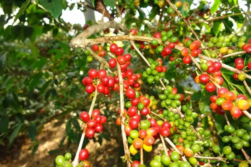 Bản tin nông sản hôm nay (5-6): Giá cà phê quay đầu giảm, giá hồ tiêu đi ngang- Ảnh 2. Bản tin nông sản hôm nay (5-6): Giá cà phê quay đầu giảm, giá hồ tiêu đi ngang- Ảnh 2.
