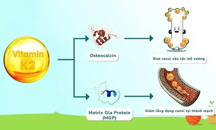 Cảnh b&aacute;o: Cứ 3 trẻ th&igrave; c&oacute; 1 trẻ thiếu hụt Vitamin K2 ngay từ khi ch&agrave;o đời- Ảnh 1.