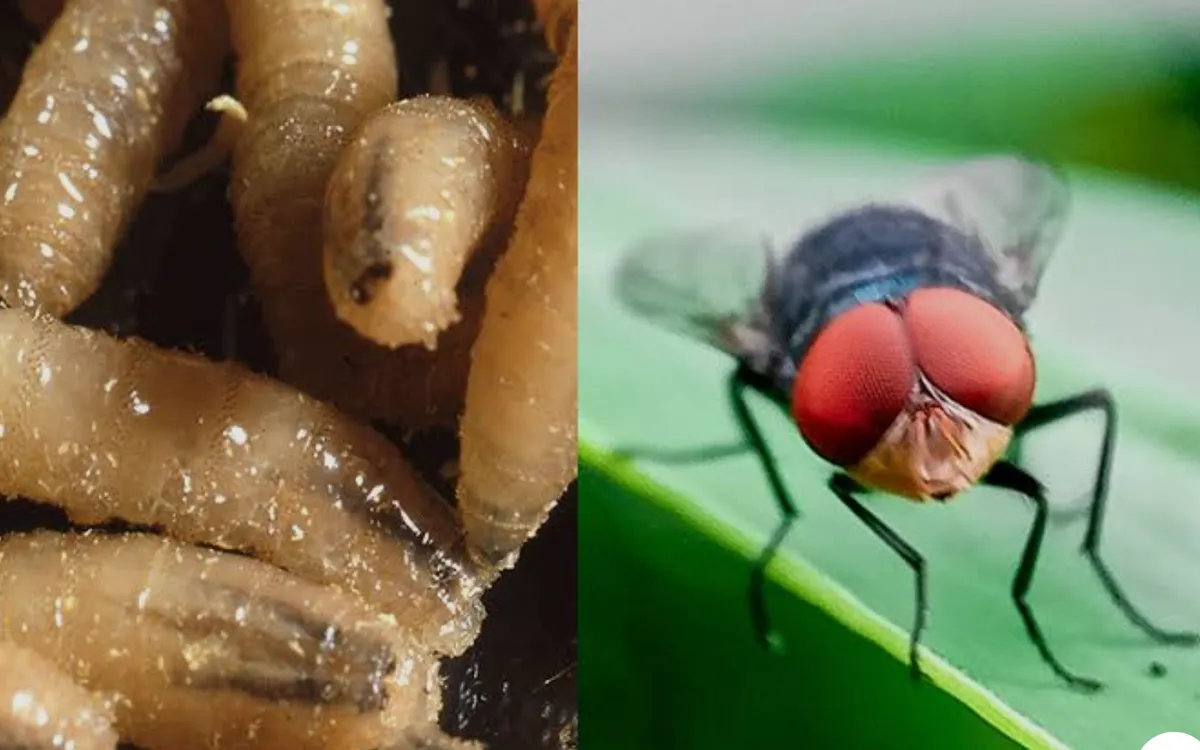 Giòi đinh vít Tân Thế giới. (Ảnh: CDC)