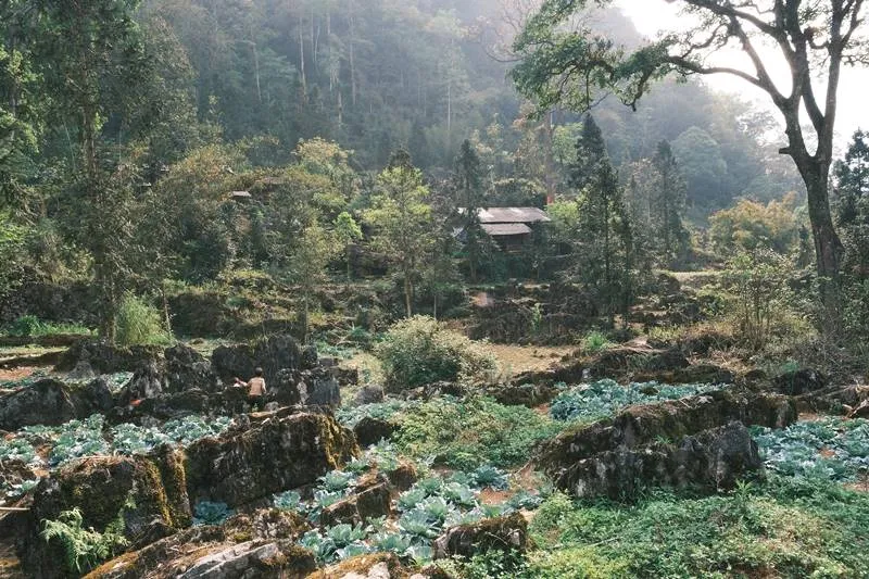 Sảo Há: Ngôi làng giữa đá nở hoa, điểm đến đầy mê hoặc trên Cao nguyên đá Hà Giang- Ảnh 1. Sảo Há: Ngôi làng giữa đá nở hoa, điểm đến đầy mê hoặc trên Cao nguyên đá Hà Giang- Ảnh 1.