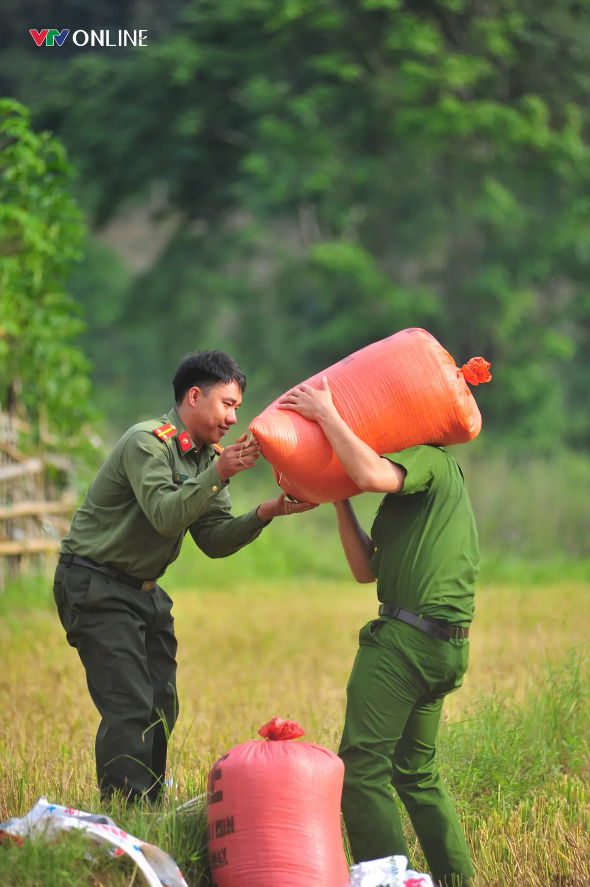 Cùng nhân dân vùng cao thu hoạch 'mùa vàng' - Ảnh 10.