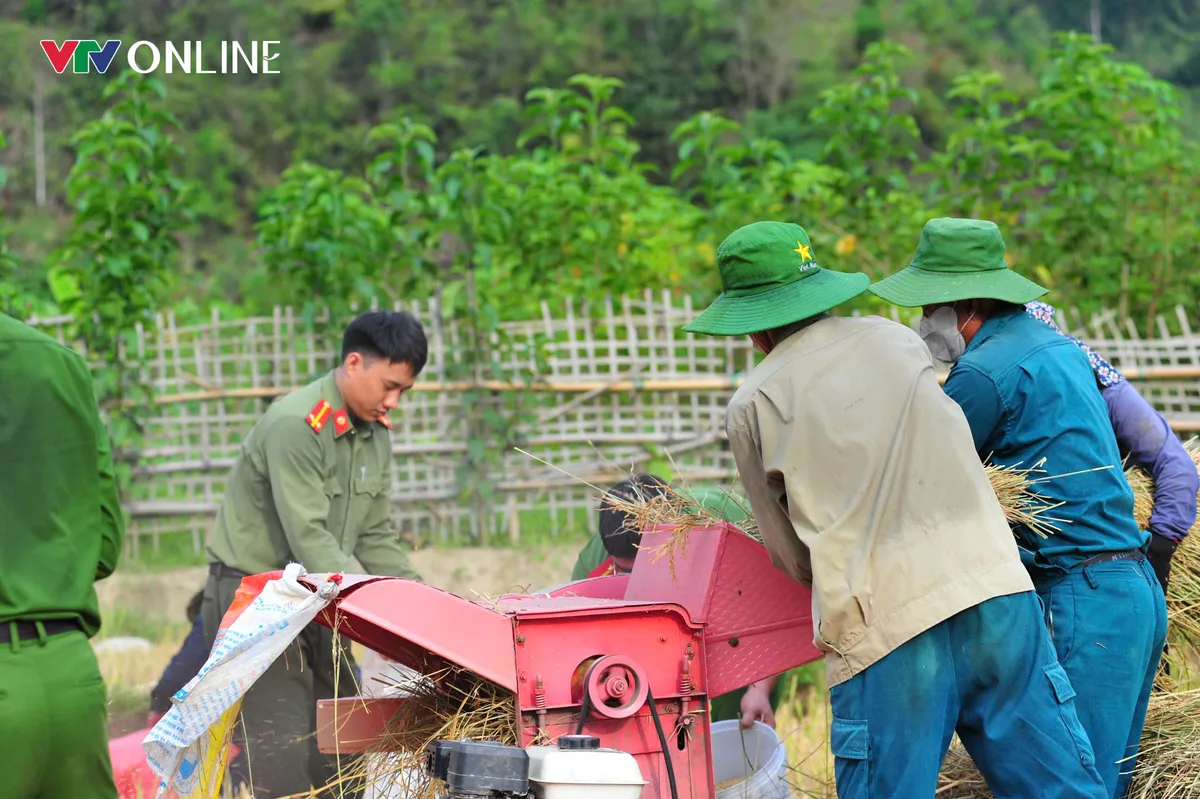 Cùng nhân dân vùng cao thu hoạch 'mùa vàng' - Ảnh 3.
