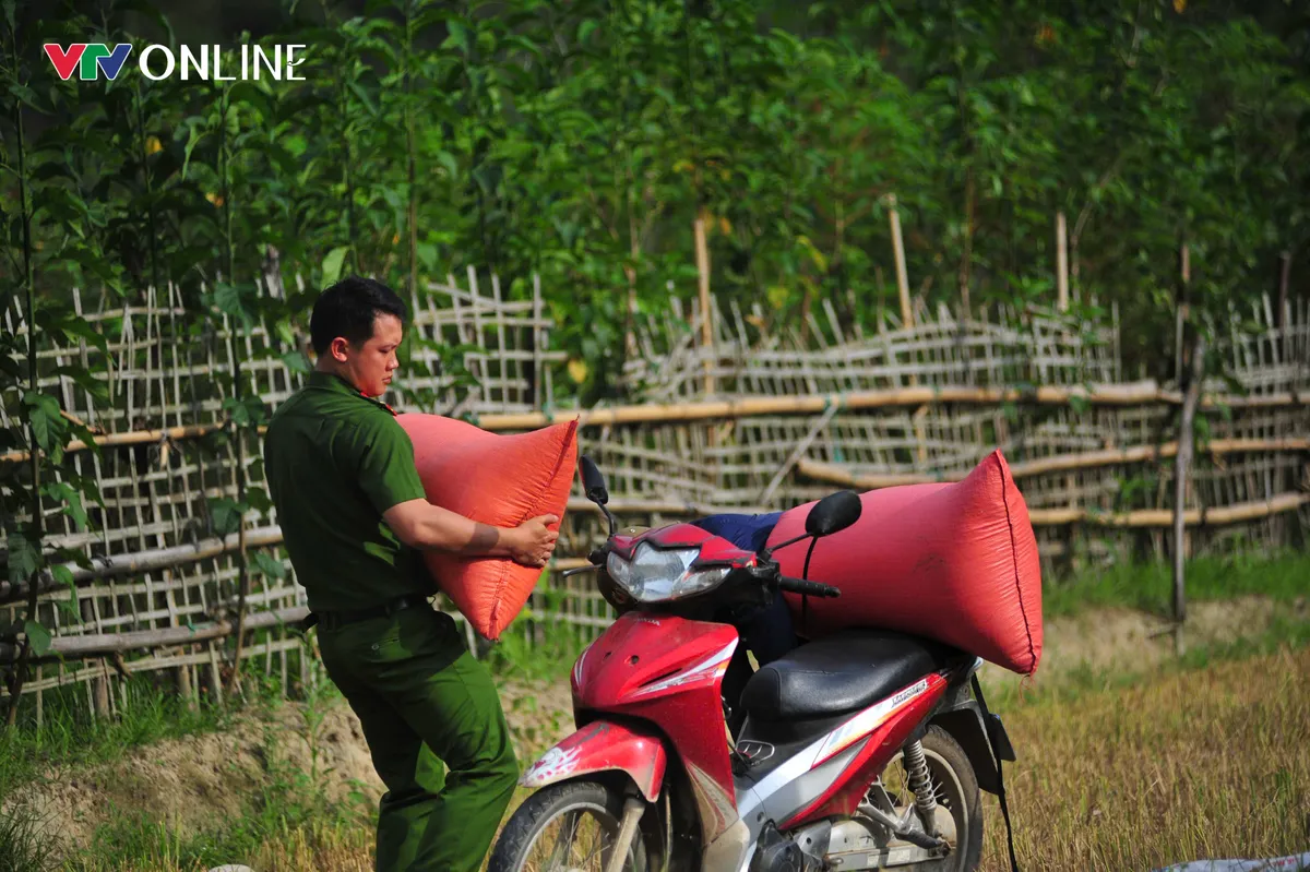 Cùng nhân dân vùng cao thu hoạch 'mùa vàng' - Ảnh 11.