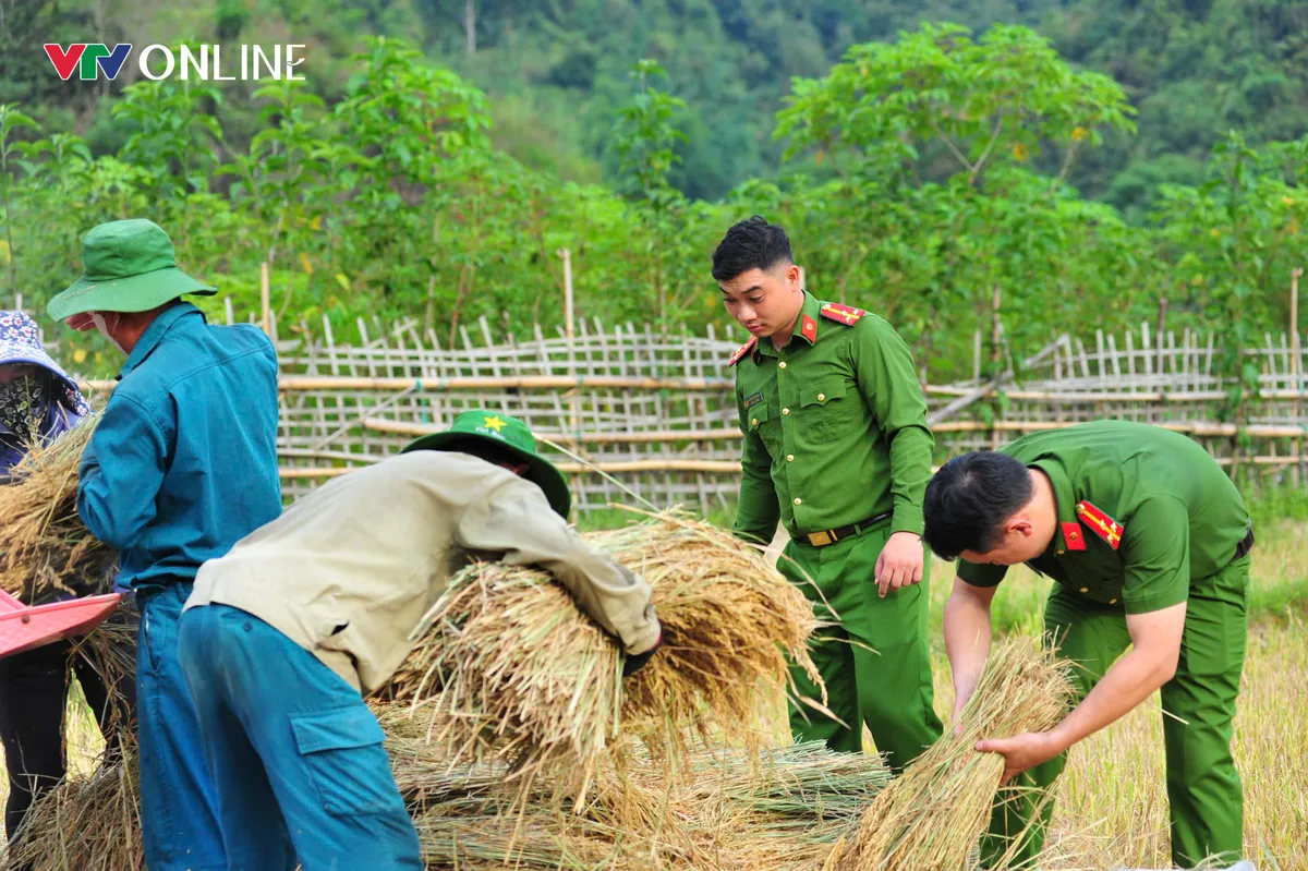 Cùng nhân dân vùng cao thu hoạch 'mùa vàng' - Ảnh 5.