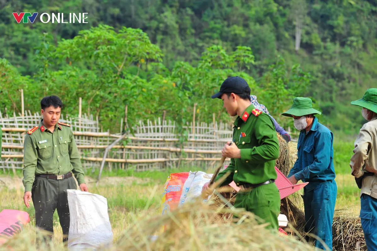 Cùng nhân dân vùng cao thu hoạch 'mùa vàng' - Ảnh 1.