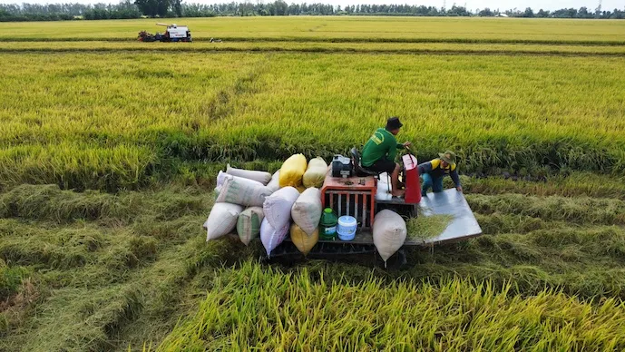 Gạo xuất khẩu tăng lượng nhưng giảm giá- Ảnh 1. Gạo xuất khẩu tăng lượng nhưng giảm giá- Ảnh 1.