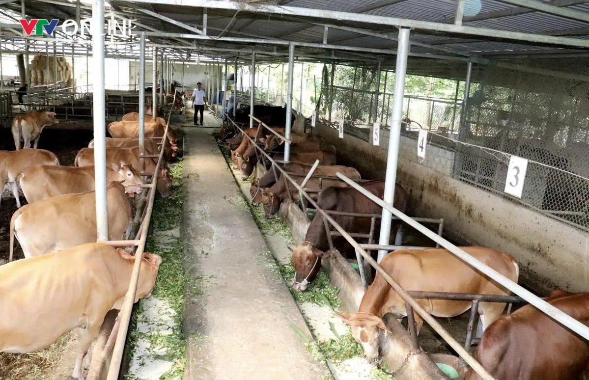 Tuyên Quang: Khi nghị quyết bén rễ trên đất đá- Ảnh 8. Tuyên Quang: Khi nghị quyết bén rễ trên đất đá- Ảnh 8.