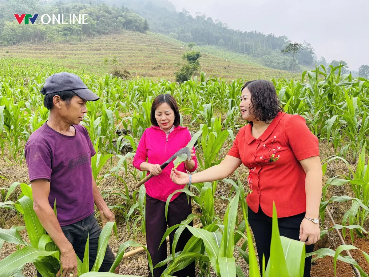 Tuyên Quang: Khi nghị quyết bén rễ trên đất đá- Ảnh 1. Tuyên Quang: Khi nghị quyết bén rễ trên đất đá- Ảnh 1.
