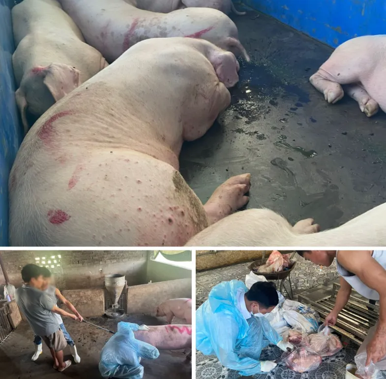 Khởi tố nhóm đối tượng mua bán, tiêu thụ lợn nhiễm dịch tả lợn châu Phi- Ảnh 2. Khởi tố nhóm đối tượng mua bán, tiêu thụ lợn nhiễm dịch tả lợn châu Phi- Ảnh 2.