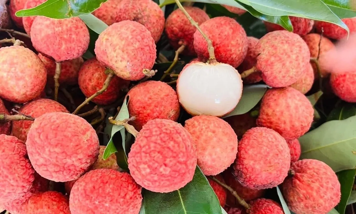 Gi&aacute; vải thiều lập đỉnh nhiều năm, Việt Nam đẩy mạnh mở rộng xuất khẩu sang thị trường Mỹ- Ảnh 1.