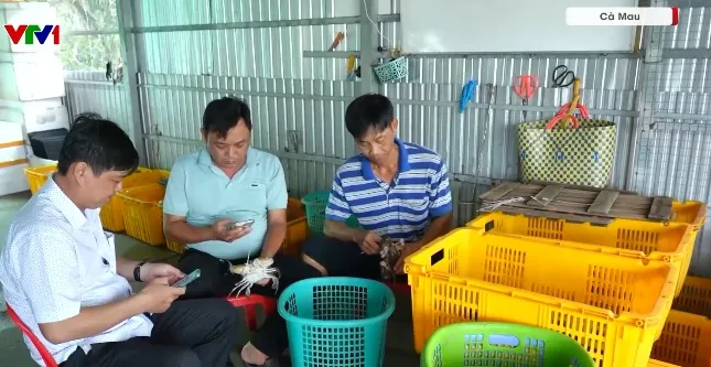 Gẵn mã QR để giữ giá trị cua Cà Mau - Ảnh 1.