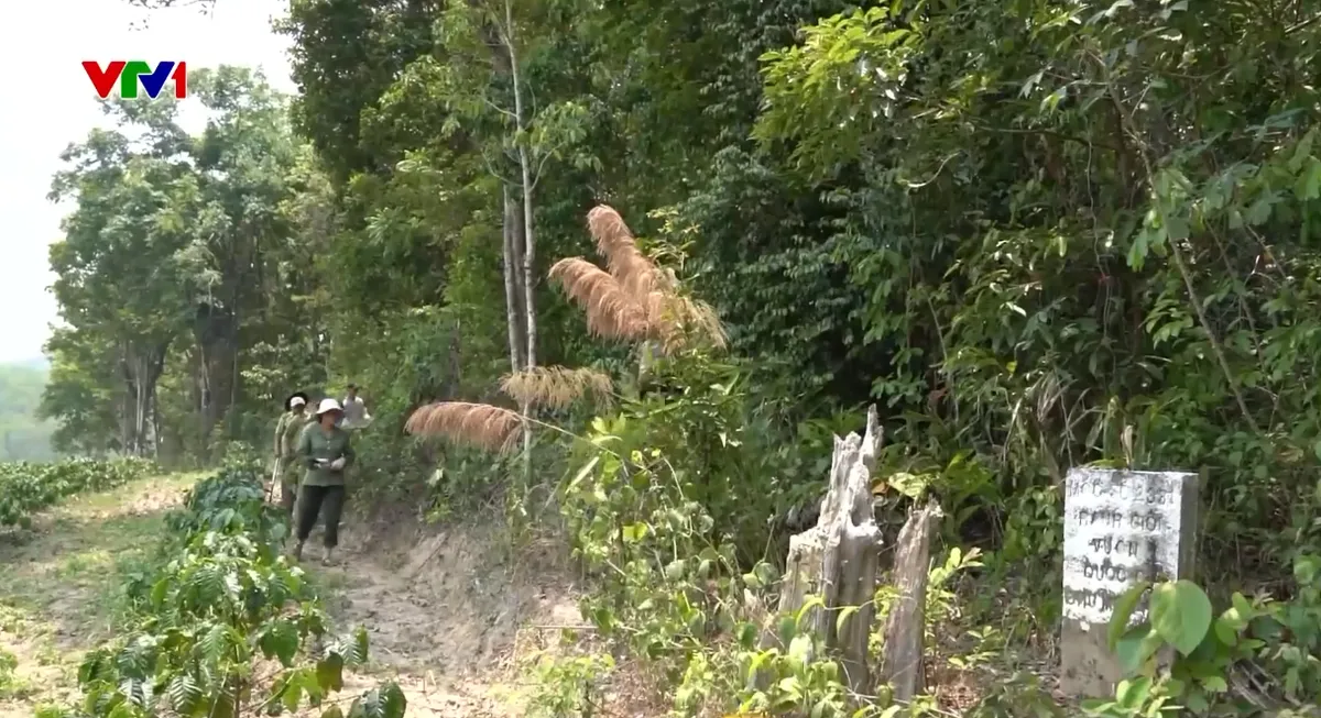 Hơn 880 ha rừng ở Quảng Ngãi có nguy cơ cháy cao do nắng nóng kéo dài - Ảnh 2.