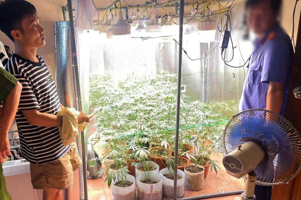 Ph&aacute;t hiện thanh ni&ecirc;n dựng &ldquo;vườn cần sa&rdquo; trong ph&ograve;ng ngủ, thu giữ 35 c&acirc;y c&ugrave;ng hệ thống trồng hiện đại- Ảnh 1.