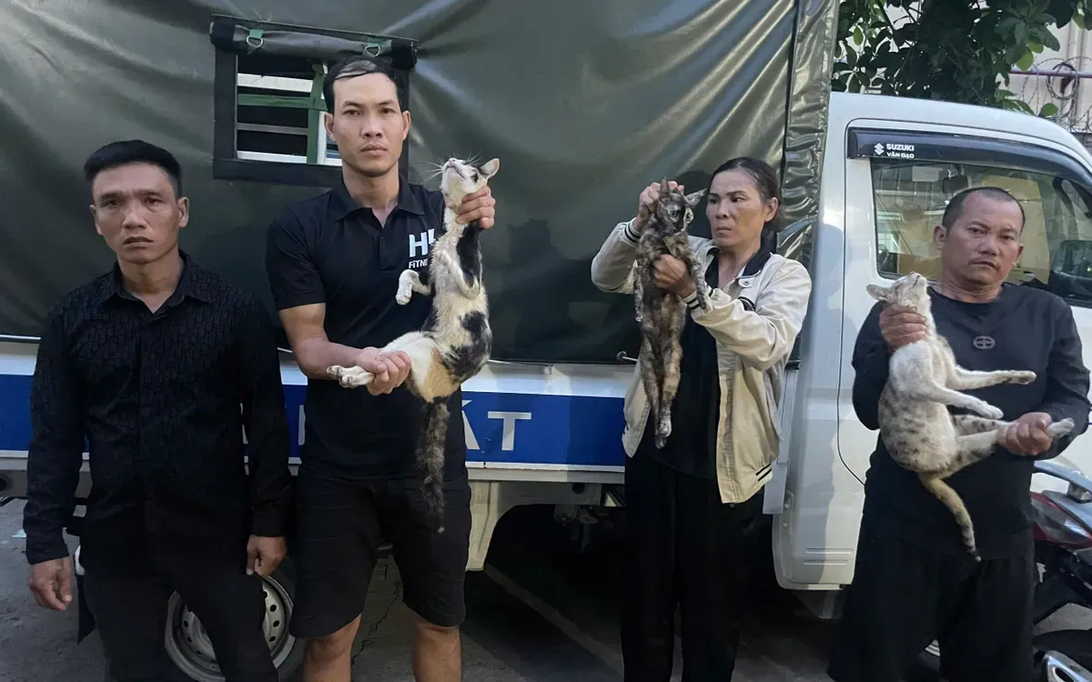 Hơn 500 con mèo bị nhốt chờ bán: Công an triệt phá đường dây hoạt động suốt 3 năm- Ảnh 1. Hơn 500 con mèo bị nhốt chờ bán: Công an triệt phá đường dây hoạt động suốt 3 năm- Ảnh 1.