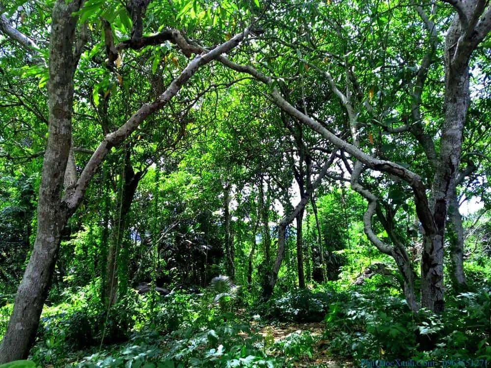 Khám phá những khu rừng nguyên sinh xanh mát- Ảnh 2. Khám phá những khu rừng nguyên sinh xanh mát- Ảnh 2.