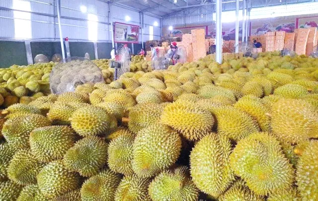 L&acirc;m Đồng tăng cường kiểm so&aacute;t m&atilde; số v&ugrave;ng trồng sầu ri&ecirc;ng để ngăn gian lận xuất khẩu- Ảnh 1.