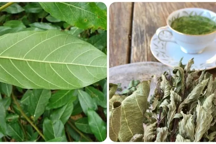 Nhiều người mắc sai lầm khi d&ugrave;ng nước m&aacute;t gan, tưởng bổ nhưng c&oacute; thể g&acirc;y hại sức khỏe- Ảnh 1.