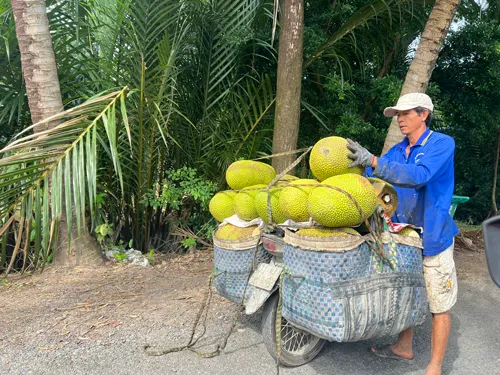Trái cây lại rơi vào cảnh được mùa mất giá
- Ảnh 1. Trái cây lại rơi vào cảnh được mùa mất giá
- Ảnh 1.