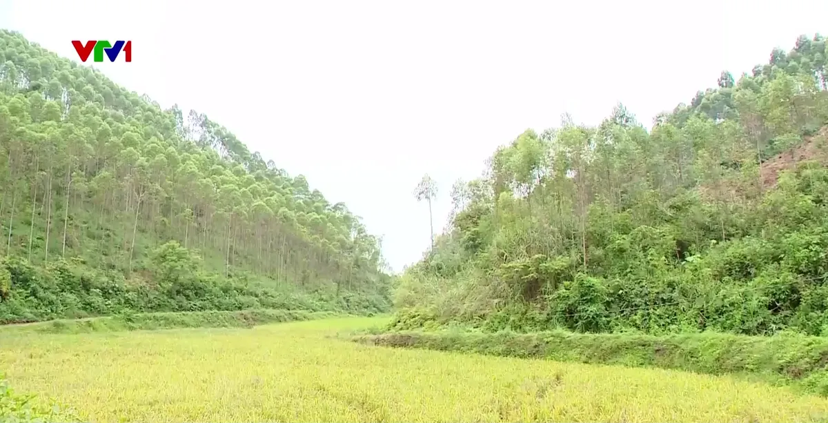 Giữ đất, chống xói mòn từ việc chuyển đổi cơ cấu cây rừng - Ảnh 2.